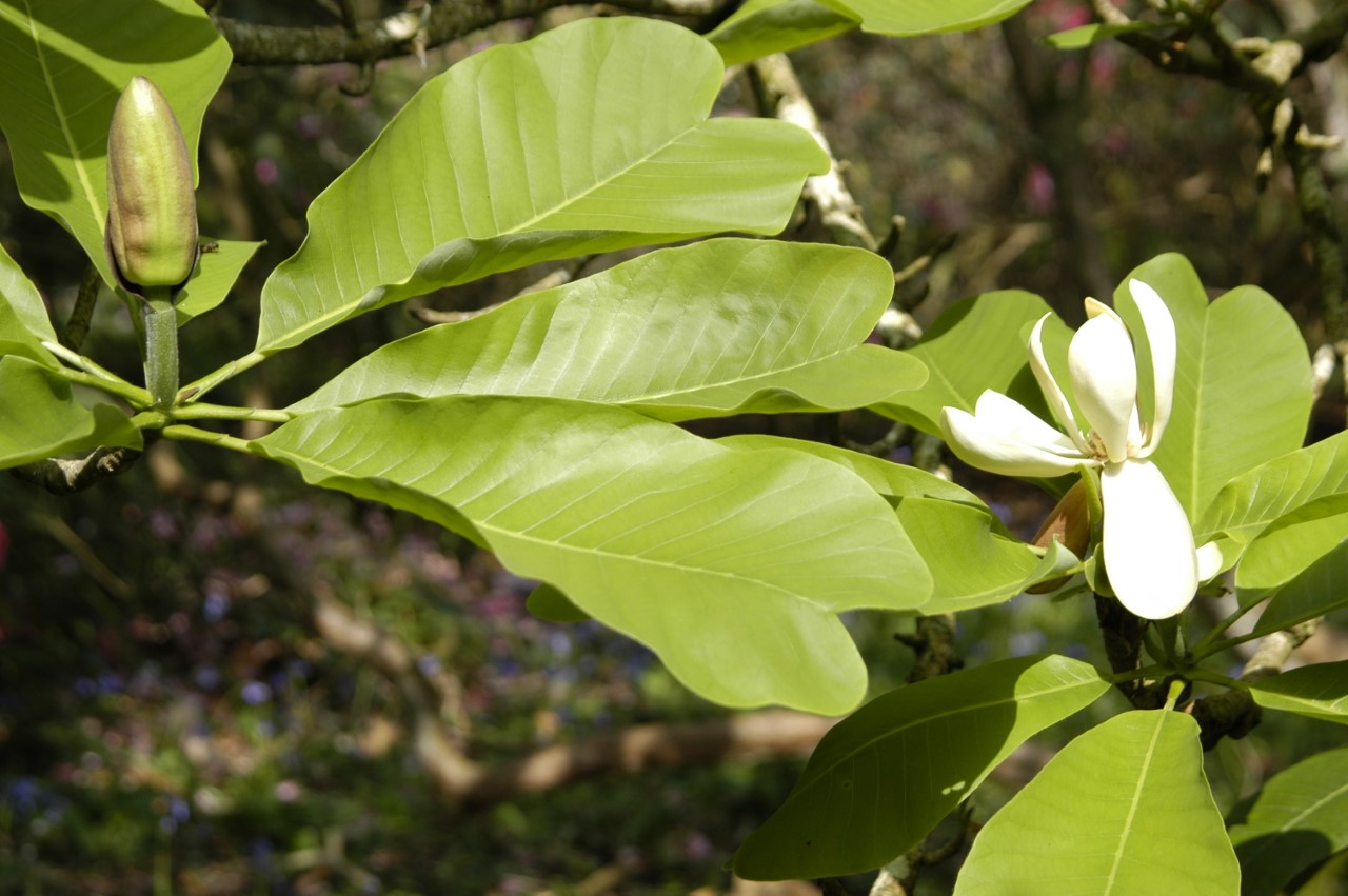 magnolia officinalis var biloba
